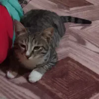 گمشده|حیوانات|آق قلا, |دیوار