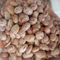 لوبیا چیتی درجه یک کوشا 200 کیلو