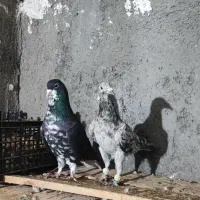 هفرنگ خطی خال خرمایی|پرنده|تاکستان, |دیوار