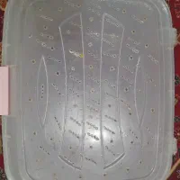 باکس حلزون|خزنده|قم, هفت تیر|دیوار