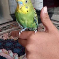 مرق عشق دستی سبز