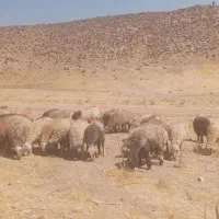 40راس میش آبستن داشتی(گوسفند)|حیوانات مزرعه|شیراز, تپه تلویزیون|دیوار