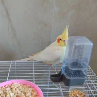 عروس هلندی گم شده