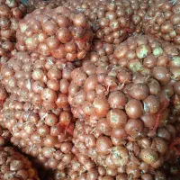 پیاز خوب و خوش رنگ و خوش طعم