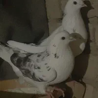 کفتر پشتار