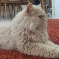 گربه پرشین|گربه|فردیس, قریشی|دیوار