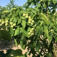 انواع گردو پیوندی مناسب منطقه شما