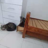 واگذاری بچه گربه|گربه|پرند, فاز ۵|دیوار