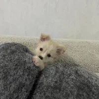 سگ پامر ۳ ماهه ماده واکسن خورده با شناسنامه