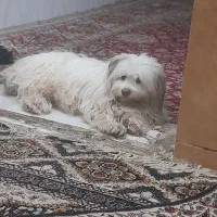 اهواز ملاشیه خیابان کمربندی 4راشدیه|سگ|اهواز, ملاشیه|دیوار