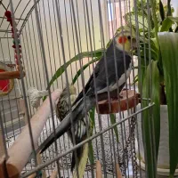 پرنده زینتی