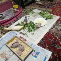 جوجه عروس هلندی 4روزه|پرنده|تهران, مولوی|دیوار