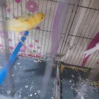 قناری نر سوپر|پرنده|قم, شاه ابراهیم|دیوار