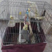 ۵ عدد عروس هلندی با قفس