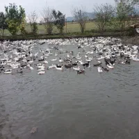 اردک|حیوانات مزرعه|آستارا, |دیوار