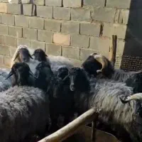 گوسفند میش 11عدد با بره و یک قوچ درجه یک|حیوانات مزرعه|ششده و قره بلاغ, |دیوار