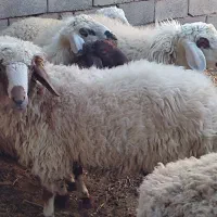 بره نر|حیوانات مزرعه|قائن, |دیوار