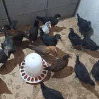 نیمچه خروس و مرغ کوردی اصیل