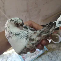کبوتر تهرانی