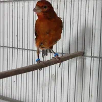 قناری سرخ سوخته مست مست