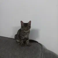 گربه|گربه|ساری, |دیوار