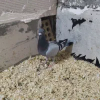 کبوتر المانی