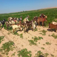 بزوبیگ|حیوانات مزرعه|دزفول, |دیوار