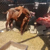 یک عدد بز نر سوسنگرد روستای مرعی|حیوانات مزرعه|سوسنگرد, |دیوار