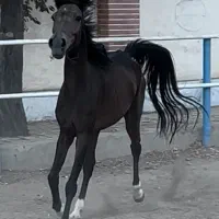 مادیون دره شور دم گیر