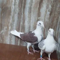 کبوتر پشتی ماده کاکلی المانی|پرنده|شیراز, سلطان آباد|دیوار