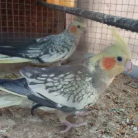عروس هلندی
