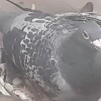 گروه کفتر مسافتی