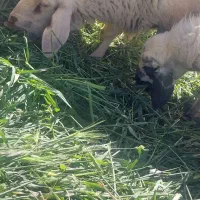 گوسفندوبرهشیشک|حیوانات مزرعه|نگار, |دیوار