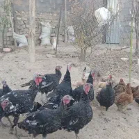 فروشی|حیوانات مزرعه|سنقر, |دیوار