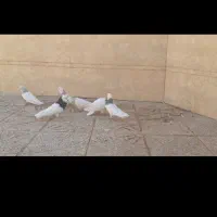 کبوتر|پرنده|خضر آباد, |دیوار