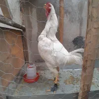 فروش خروس لاری ۸ ماهه تاج مهر