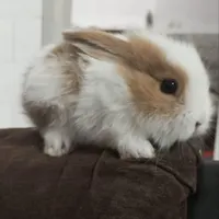 بچه خرگوش