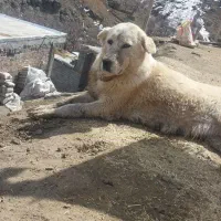 گمشده