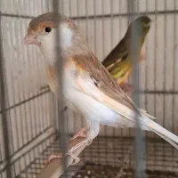 چهار عدد ماده ابلغ. جفت خور سهره|پرنده|شیراز, شهرک صدا و سیما|دیوار