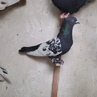 ماده رنگی