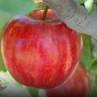 سیب سفید و قرمز