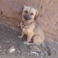 سگ پاکوتاه ماده