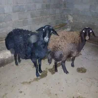 شیشک ماده و بره ماده چاق|حیوانات مزرعه|سقز, |دیوار