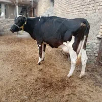 گاو زایده شکم اول