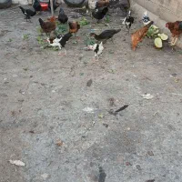 اردک خارجی و جوجه گلین|حیوانات مزرعه|مینودشت, |دیوار