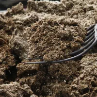 پهن گوسفندی پنج ساله خشک