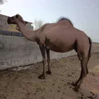 خرید فروش شتر|حیوانات مزرعه|سبزوار, فرهنگیان|دیوار