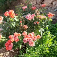 خانه ویلایی ۱۸۰ متر وباغ ۵۳۰ متر هردو سند تک برگ|فروش خانه و ویلا|نطنز, |دیوار