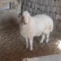 بره نر تخمی دورگ شیرازی از مادری لول مایه|حیوانات مزرعه|انار, |دیوار