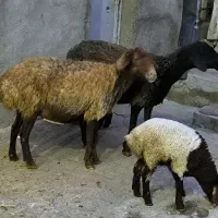 گوسفند جوان با بره|حیوانات مزرعه|ماهیدشت, |دیوار